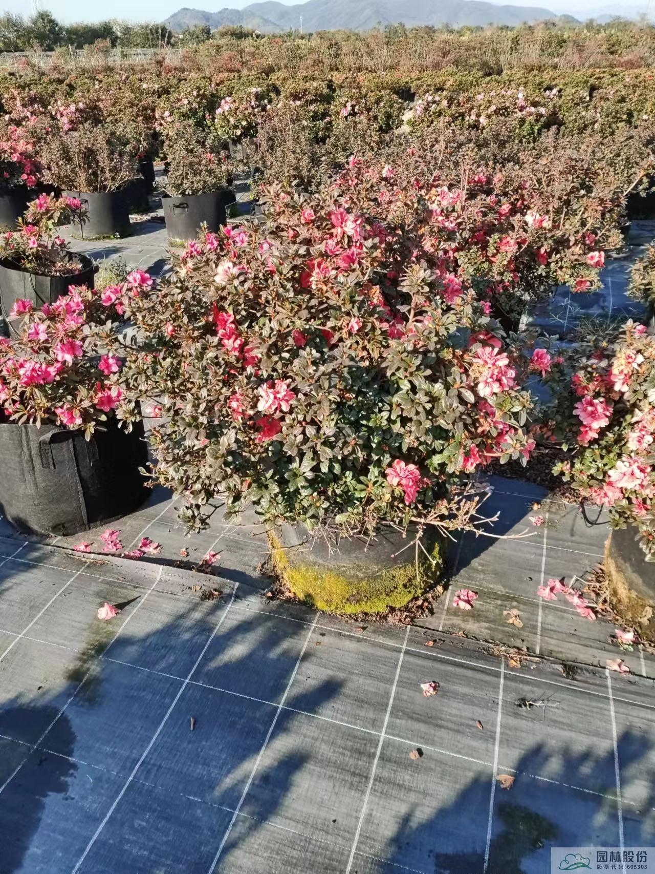 亚洲精品白浆高清久久久久久