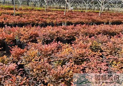 亚洲精品白浆高清久久久久久