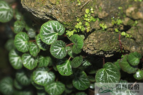 亚洲精品白浆高清久久久久久