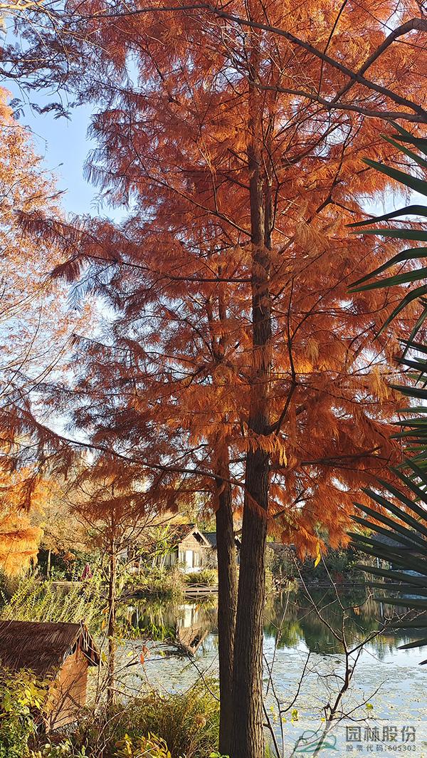 亚洲精品白浆高清久久久久久