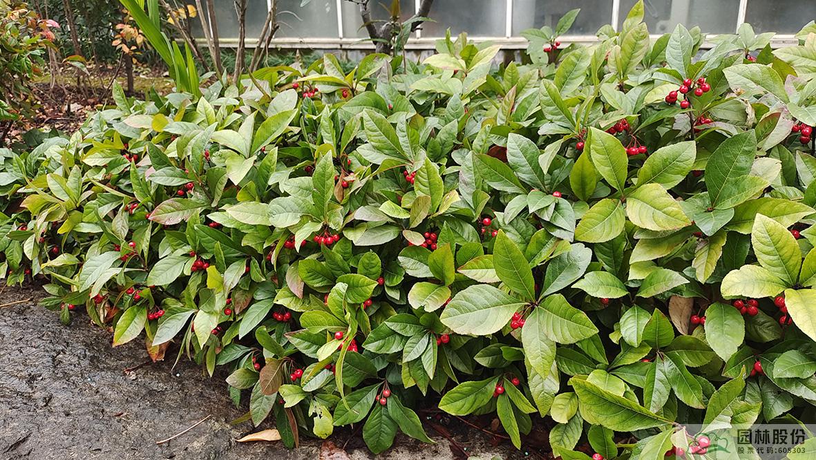 亚洲精品白浆高清久久久久久