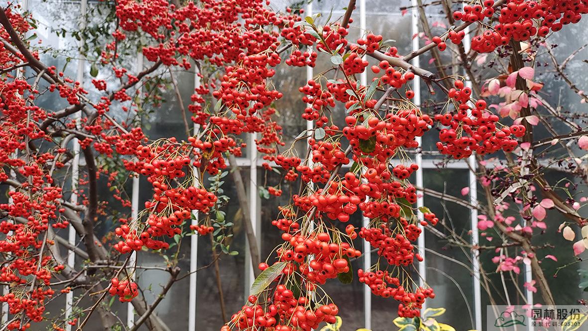 亚洲精品白浆高清久久久久久