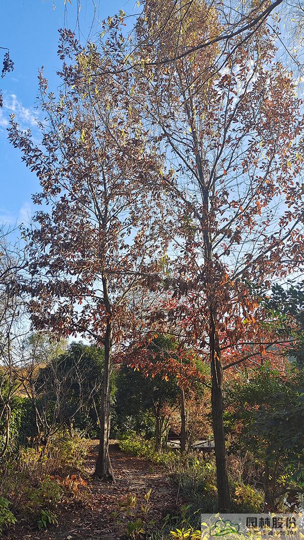 亚洲精品白浆高清久久久久久