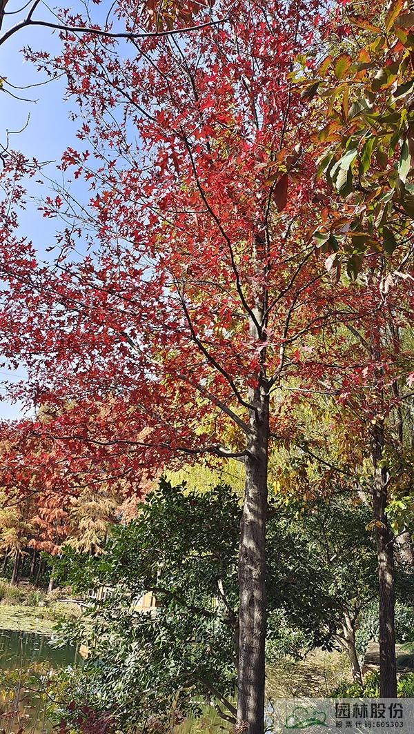 亚洲精品白浆高清久久久久久