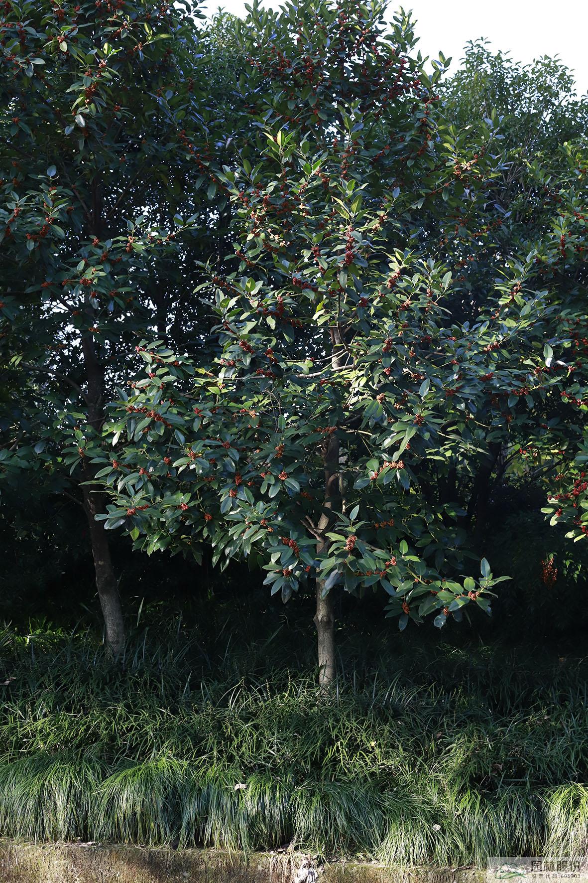 亚洲精品白浆高清久久久久久