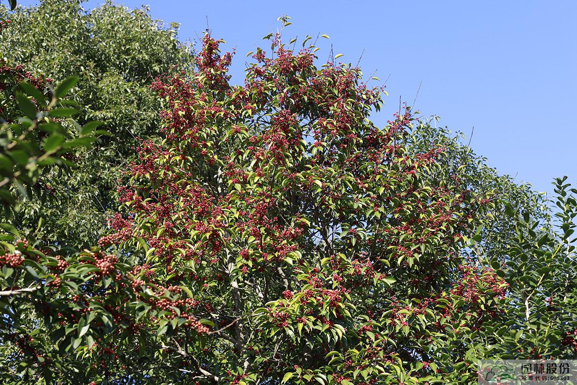 亚洲精品白浆高清久久久久久