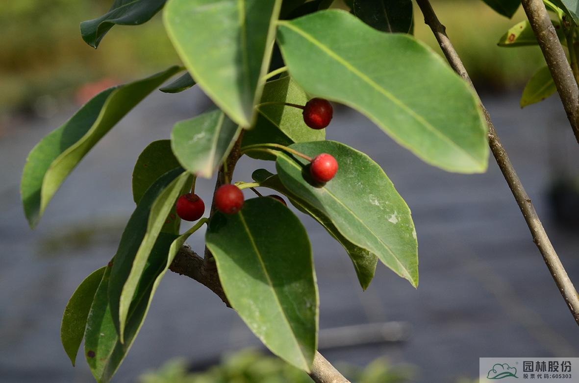 亚洲精品白浆高清久久久久久