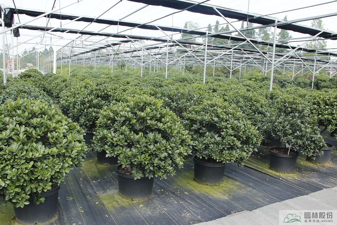 亚洲精品白浆高清久久久久久