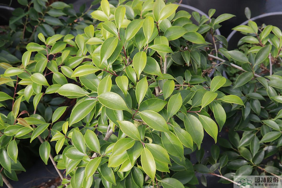 亚洲精品白浆高清久久久久久