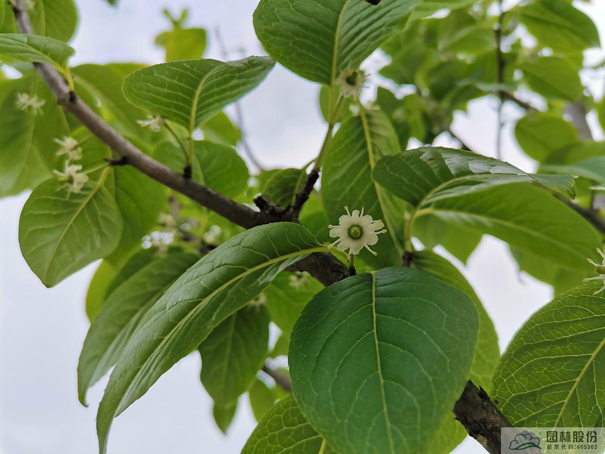 亚洲精品白浆高清久久久久久