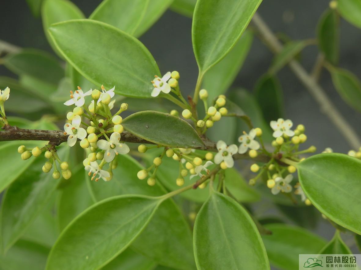 亚洲精品白浆高清久久久久久