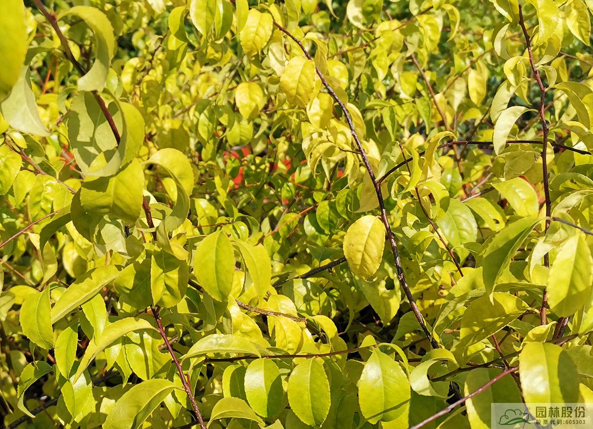 亚洲精品白浆高清久久久久久