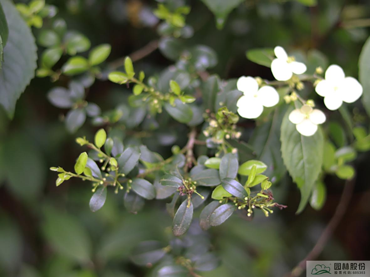 亚洲精品白浆高清久久久久久