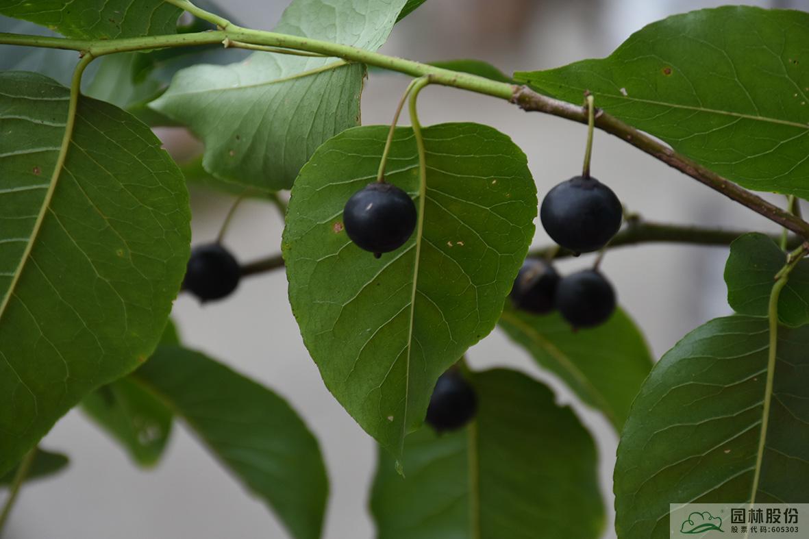 亚洲精品白浆高清久久久久久