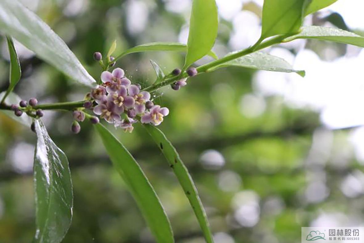 亚洲精品白浆高清久久久久久