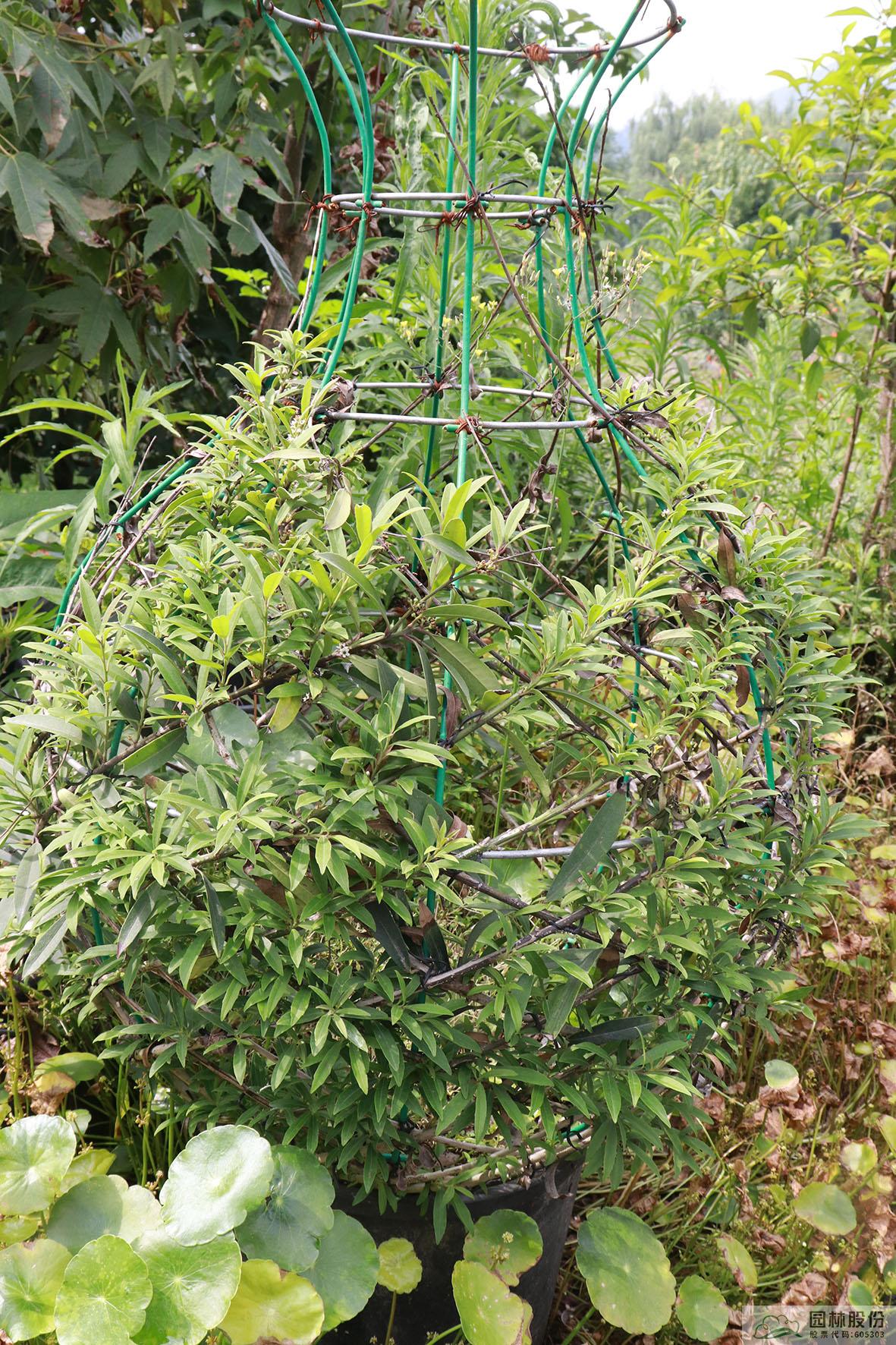 亚洲精品白浆高清久久久久久