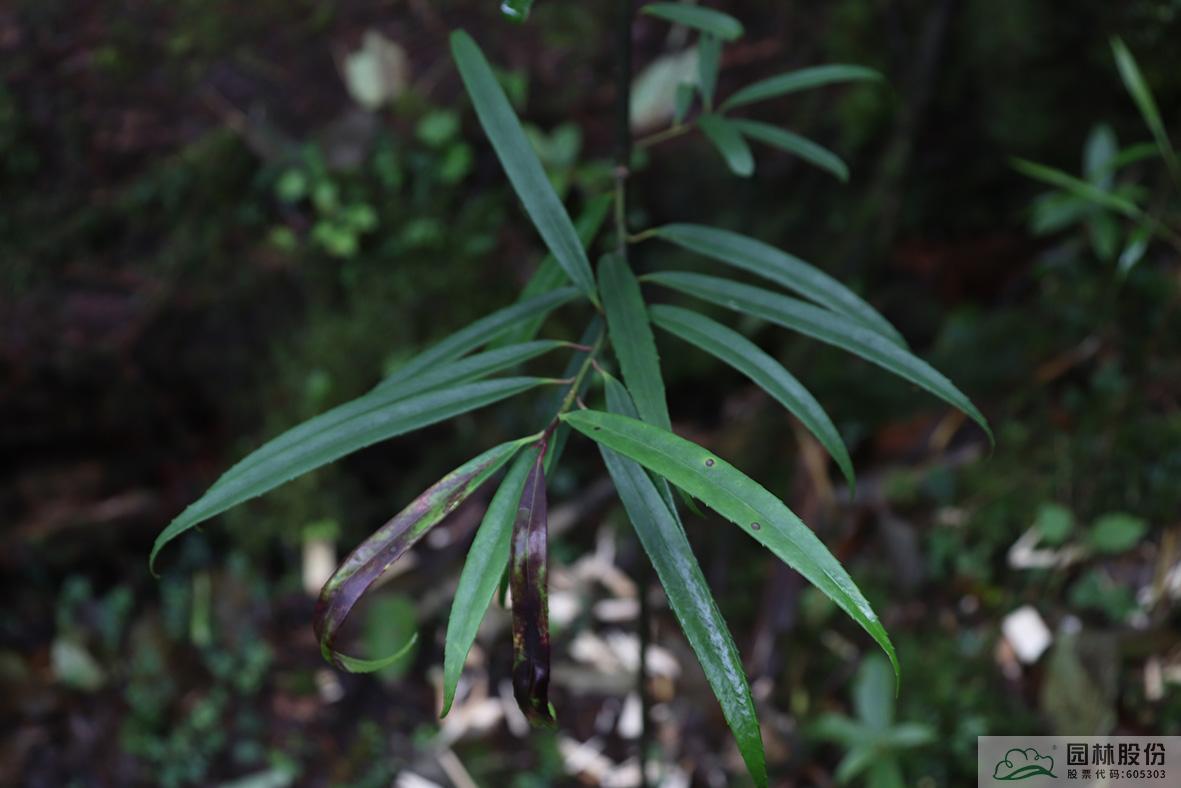 亚洲精品白浆高清久久久久久