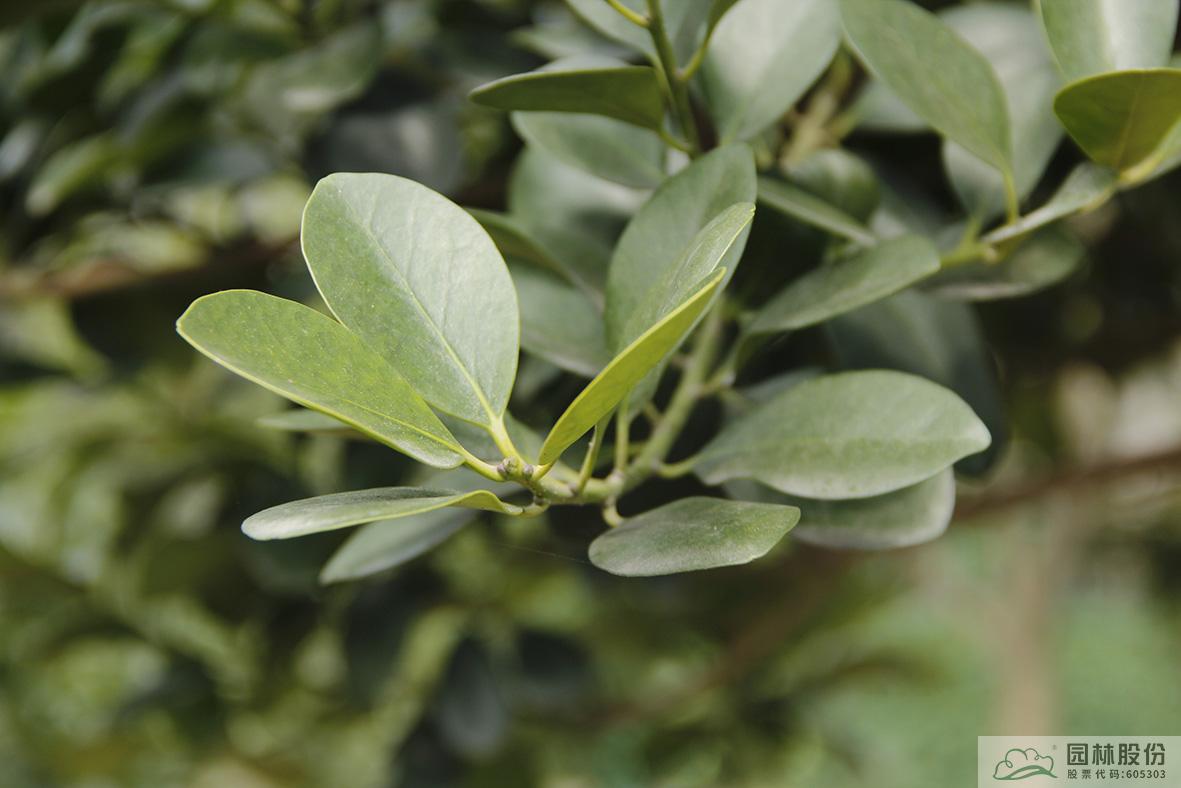 亚洲精品白浆高清久久久久久