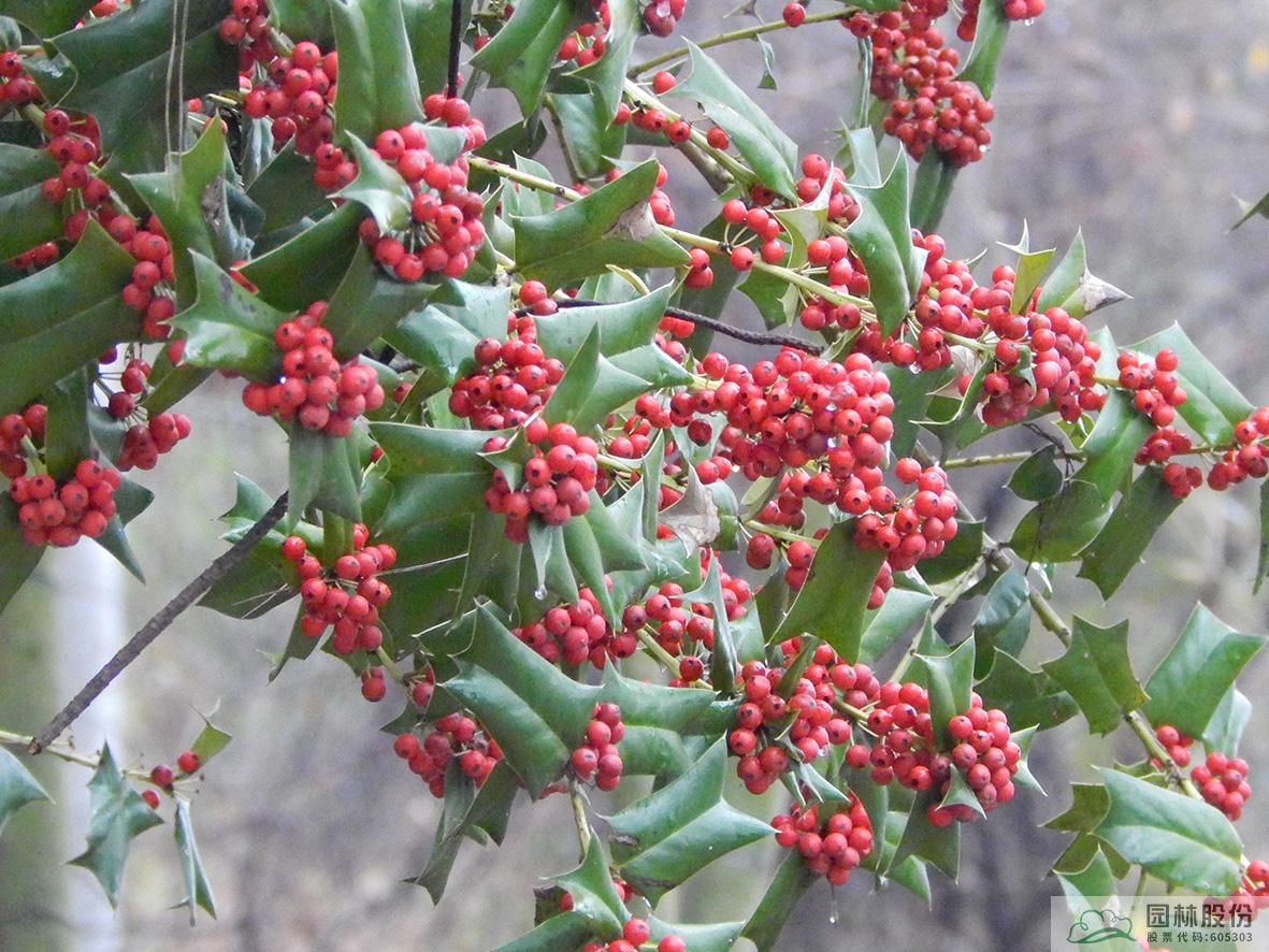 亚洲精品白浆高清久久久久久