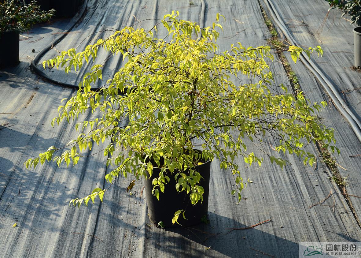 亚洲精品白浆高清久久久久久