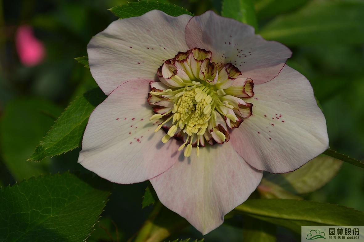 亚洲精品白浆高清久久久久久