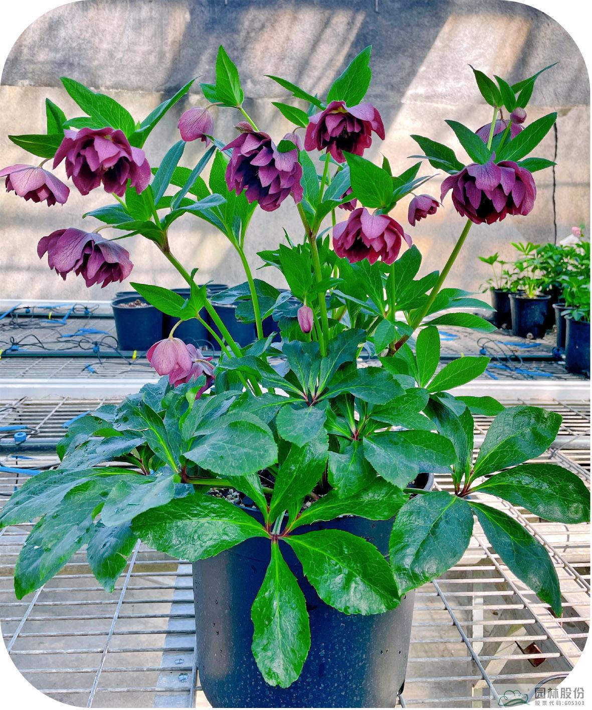 亚洲精品白浆高清久久久久久