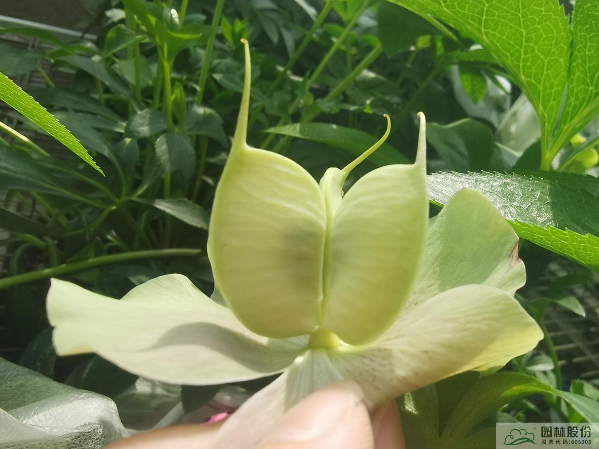 亚洲精品白浆高清久久久久久