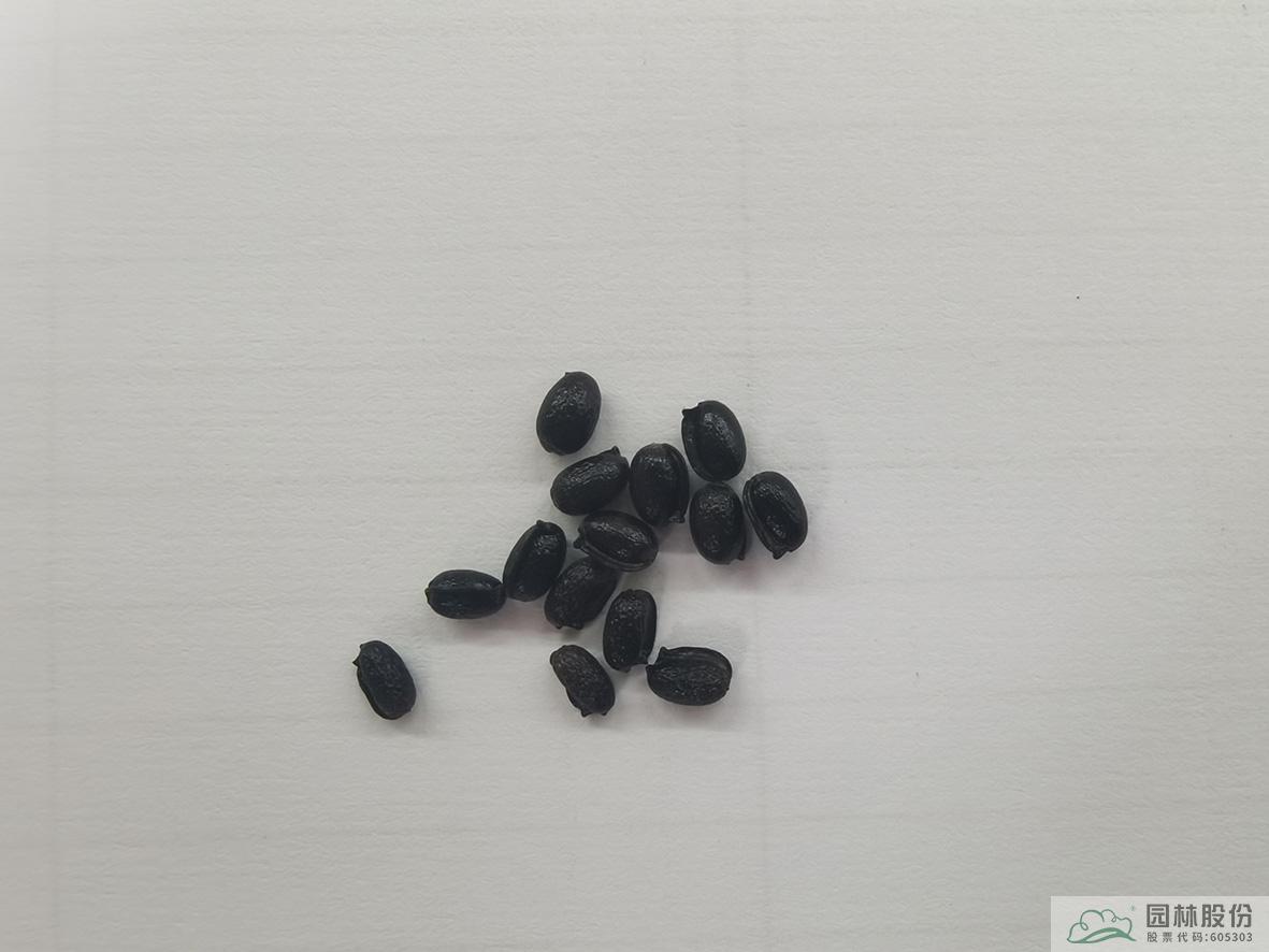 亚洲精品白浆高清久久久久久