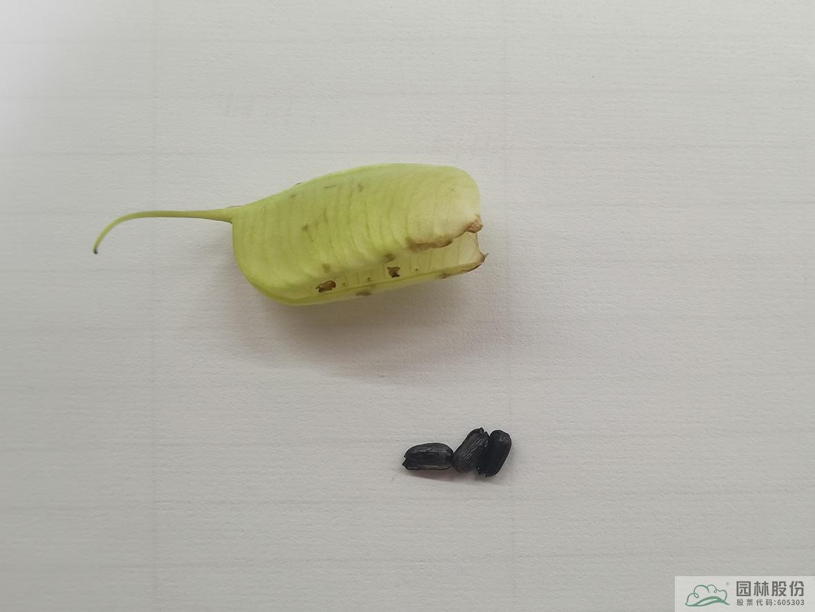 亚洲精品白浆高清久久久久久