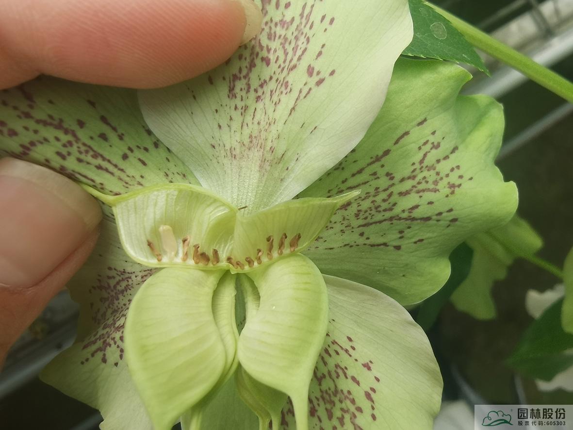 亚洲精品白浆高清久久久久久