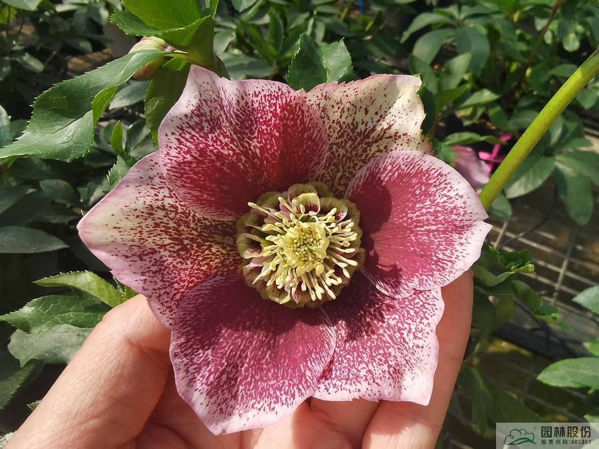 亚洲精品白浆高清久久久久久