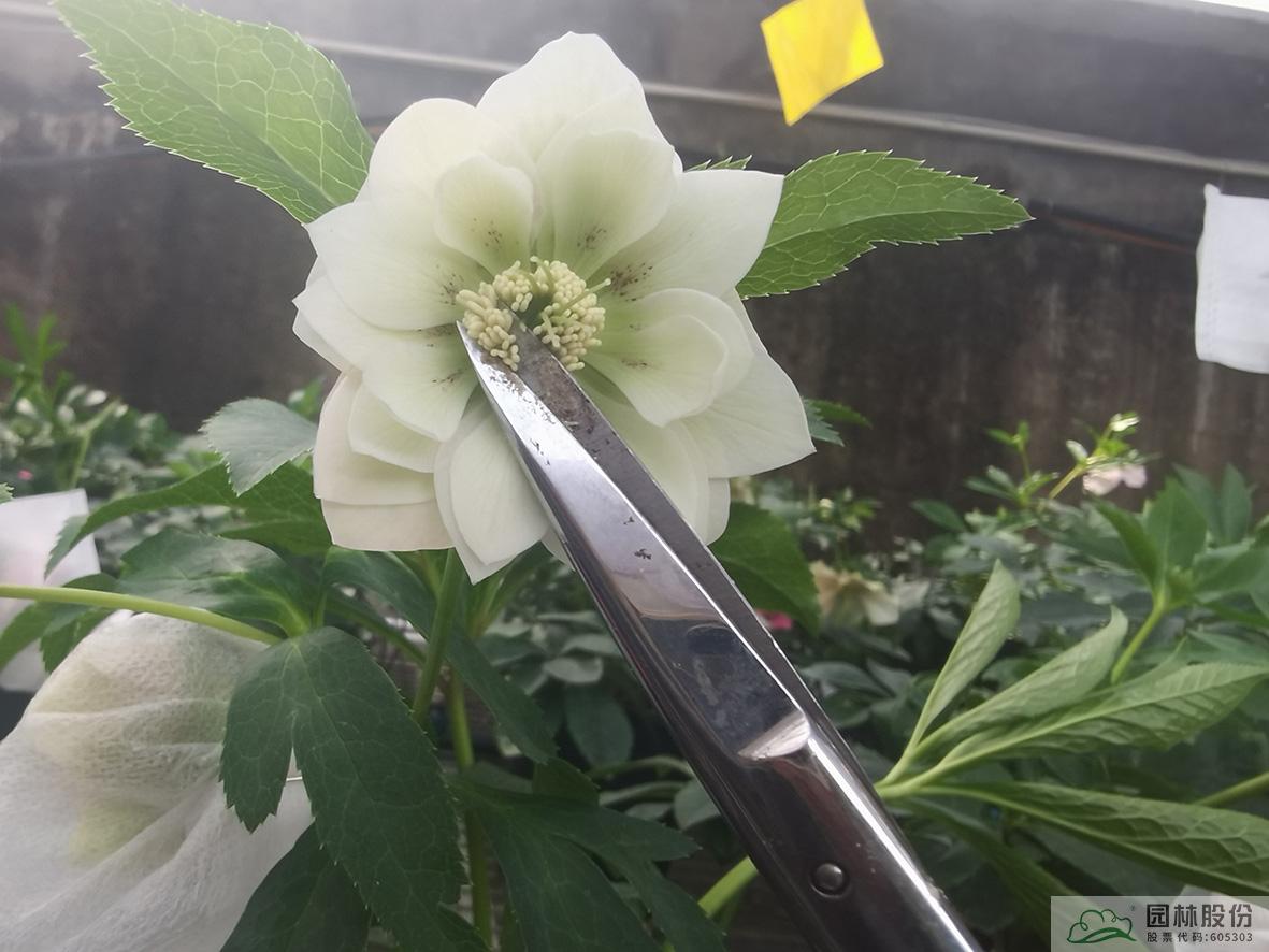 亚洲精品白浆高清久久久久久