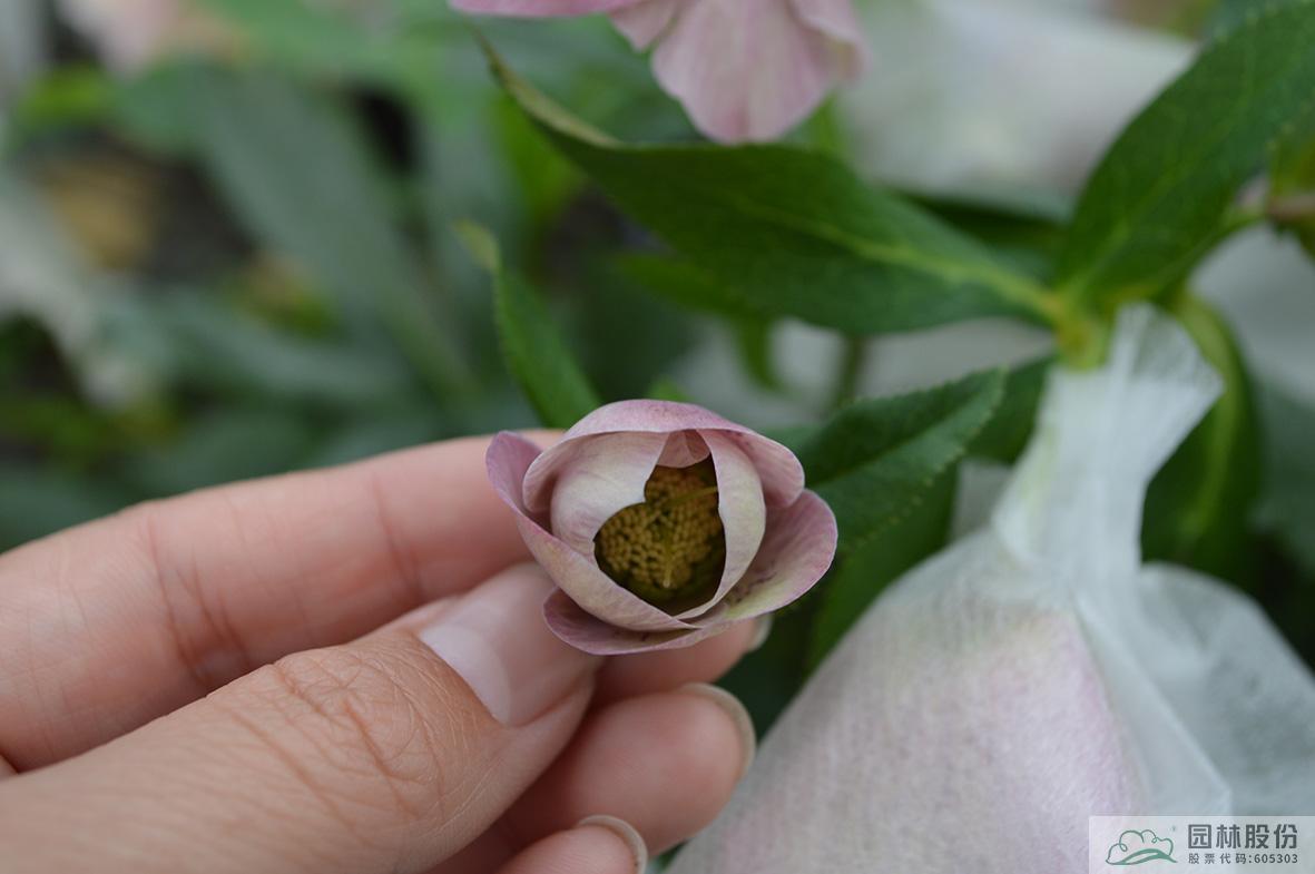 亚洲精品白浆高清久久久久久