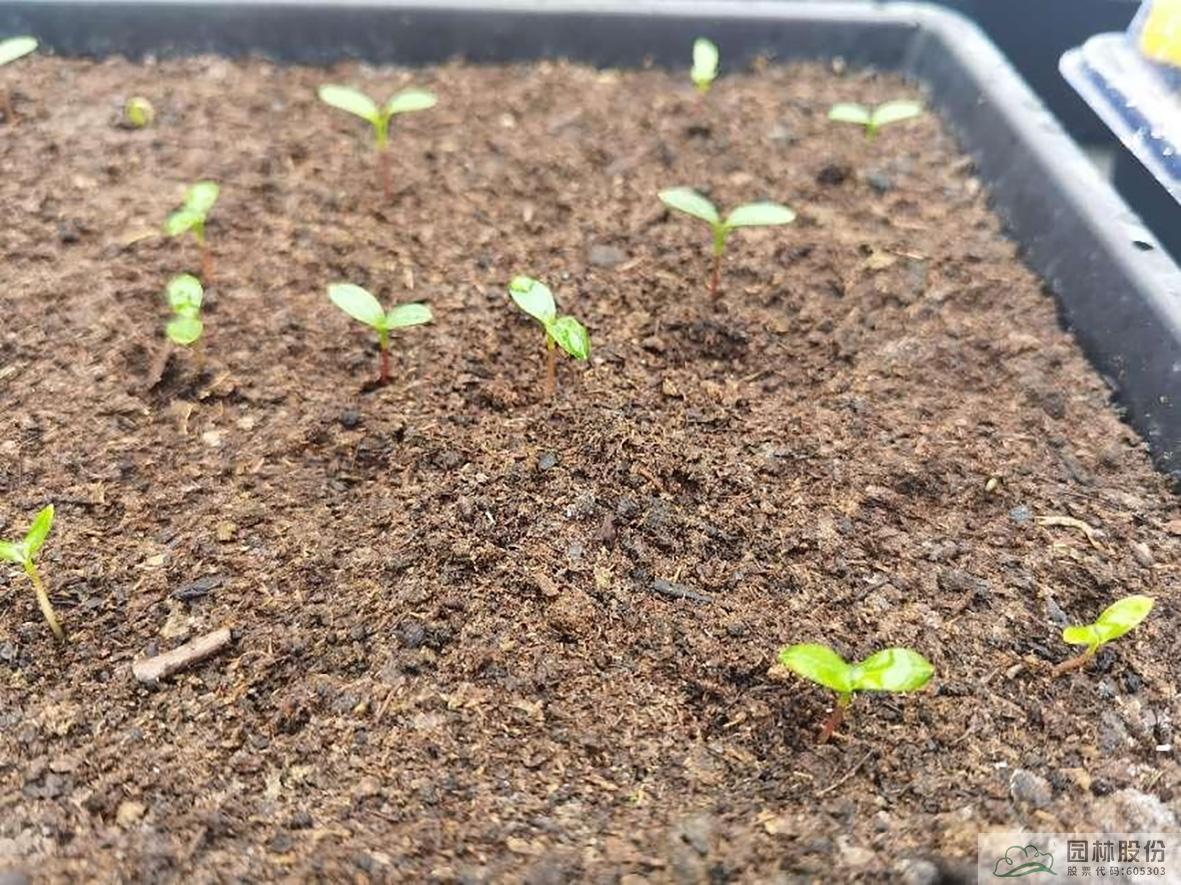 亚洲精品白浆高清久久久久久