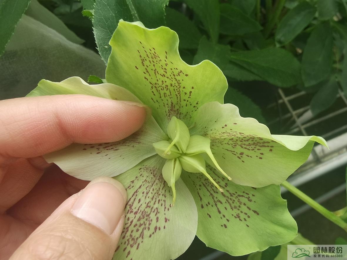 亚洲精品白浆高清久久久久久