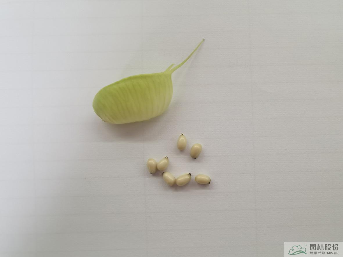 亚洲精品白浆高清久久久久久