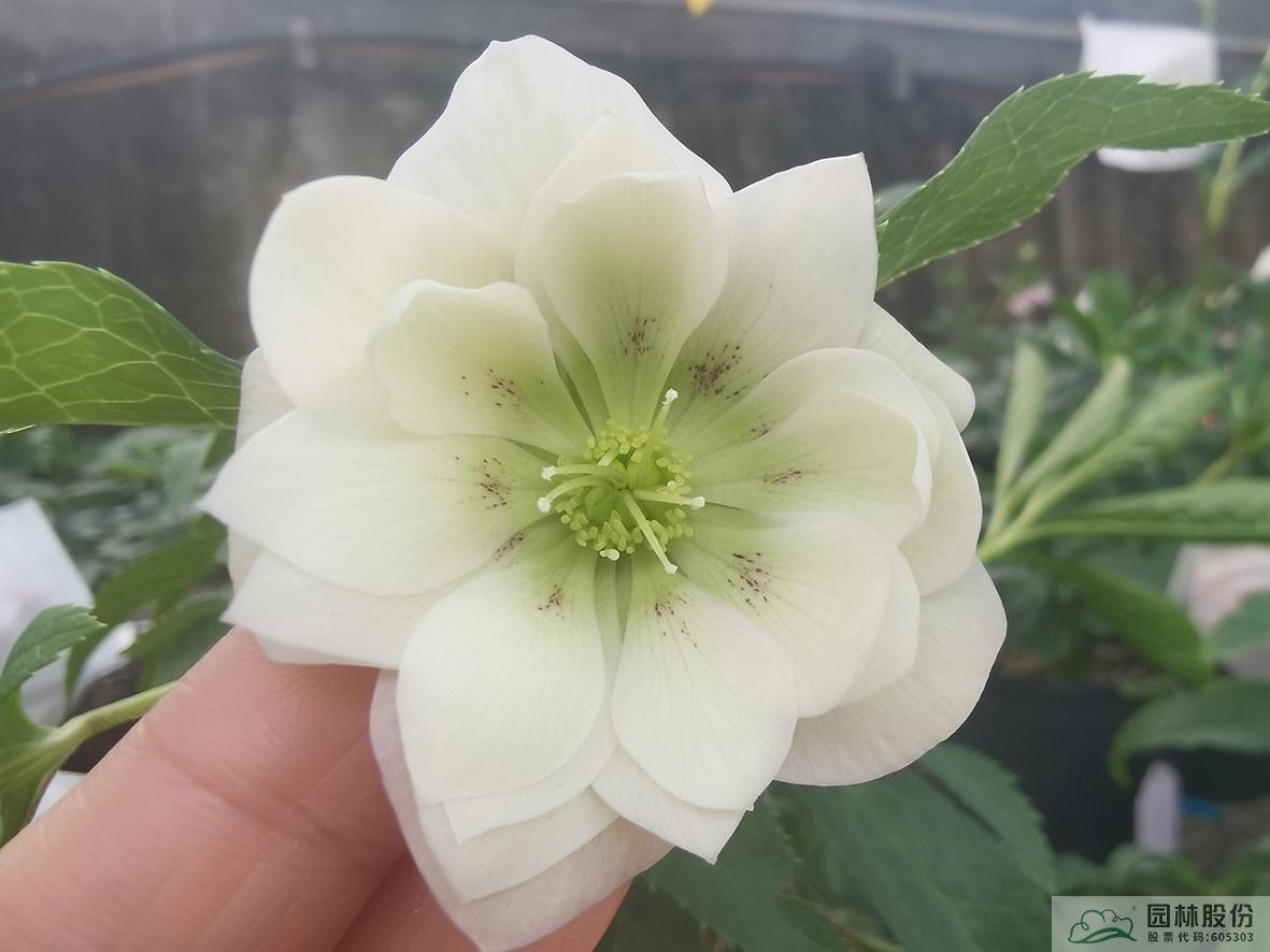 亚洲精品白浆高清久久久久久