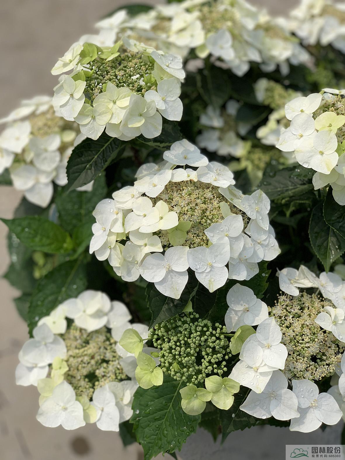 亚洲精品白浆高清久久久久久