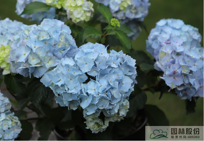 亚洲精品白浆高清久久久久久