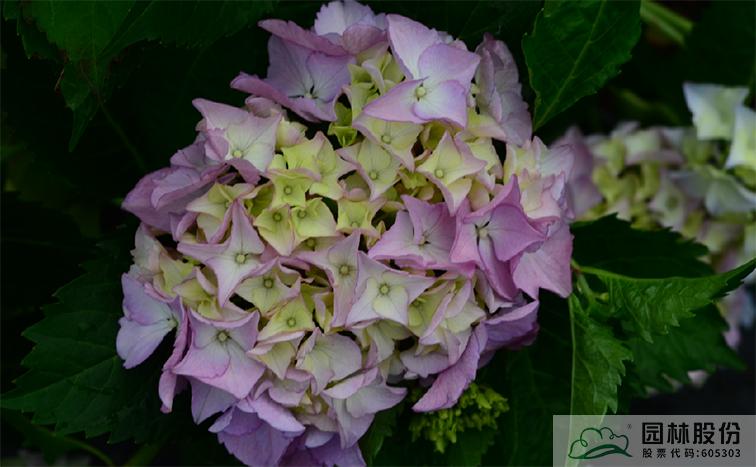 亚洲精品白浆高清久久久久久