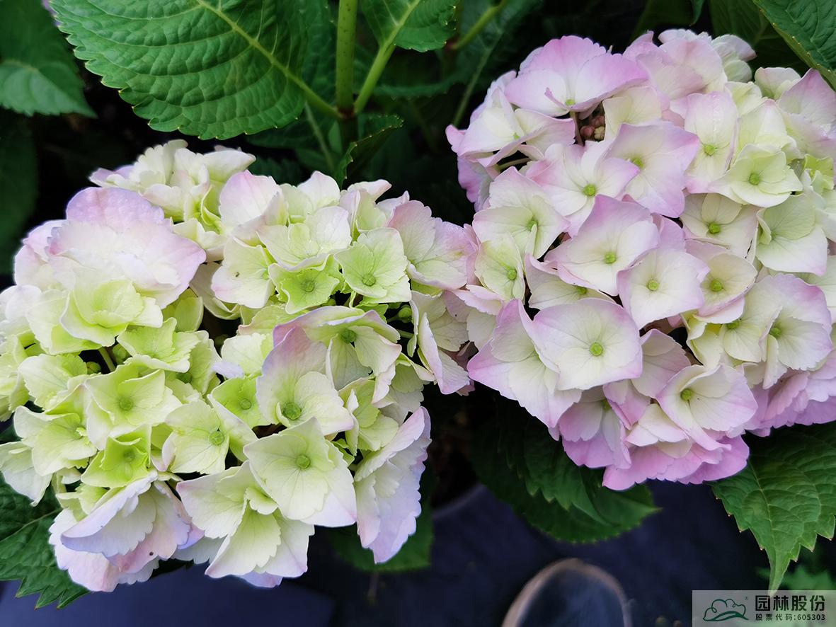 亚洲精品白浆高清久久久久久