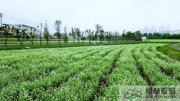 亚洲精品白浆高清久久久久久