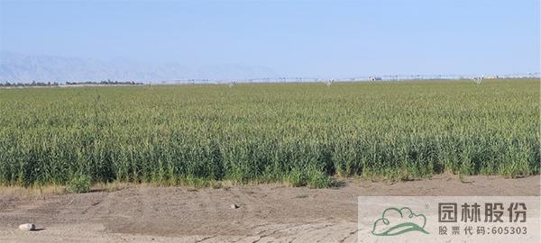 亚洲精品白浆高清久久久久久