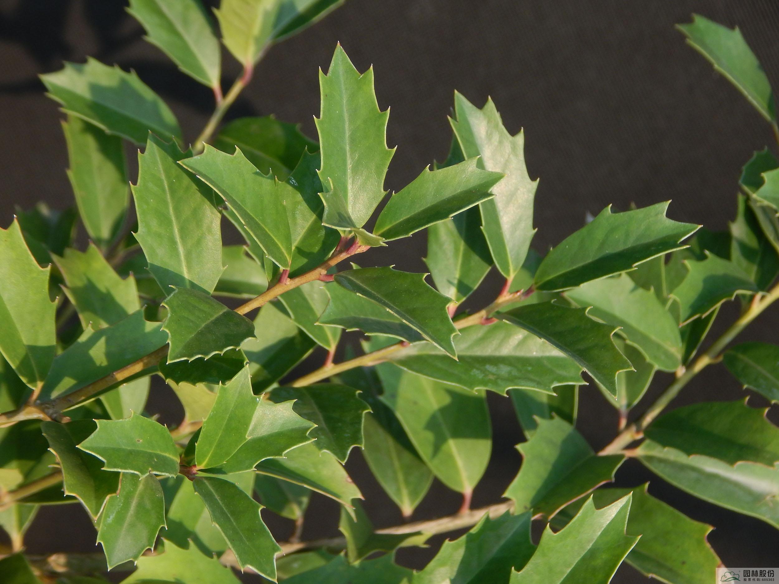 亚洲精品白浆高清久久久久久