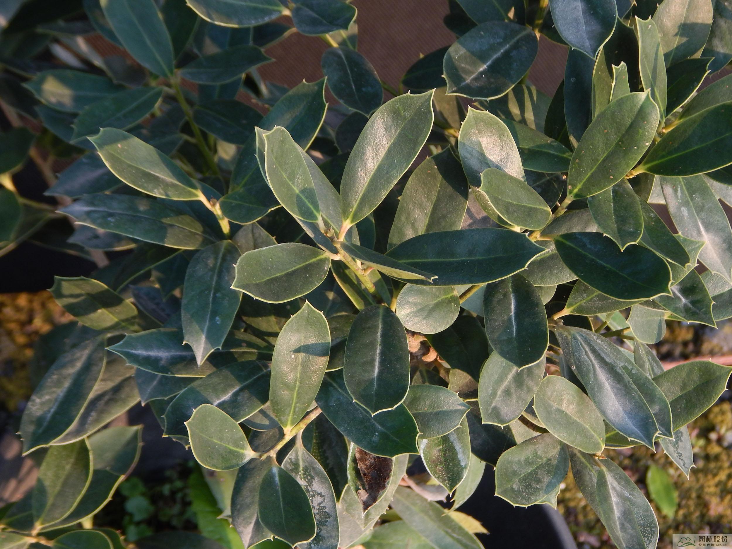 亚洲精品白浆高清久久久久久