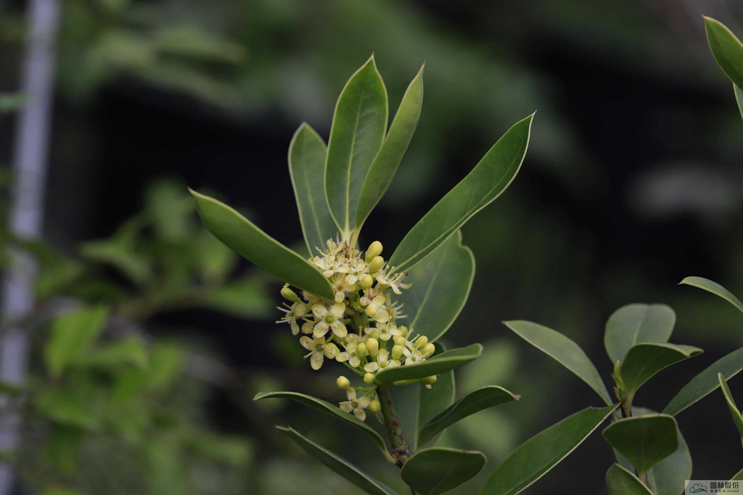 亚洲精品白浆高清久久久久久