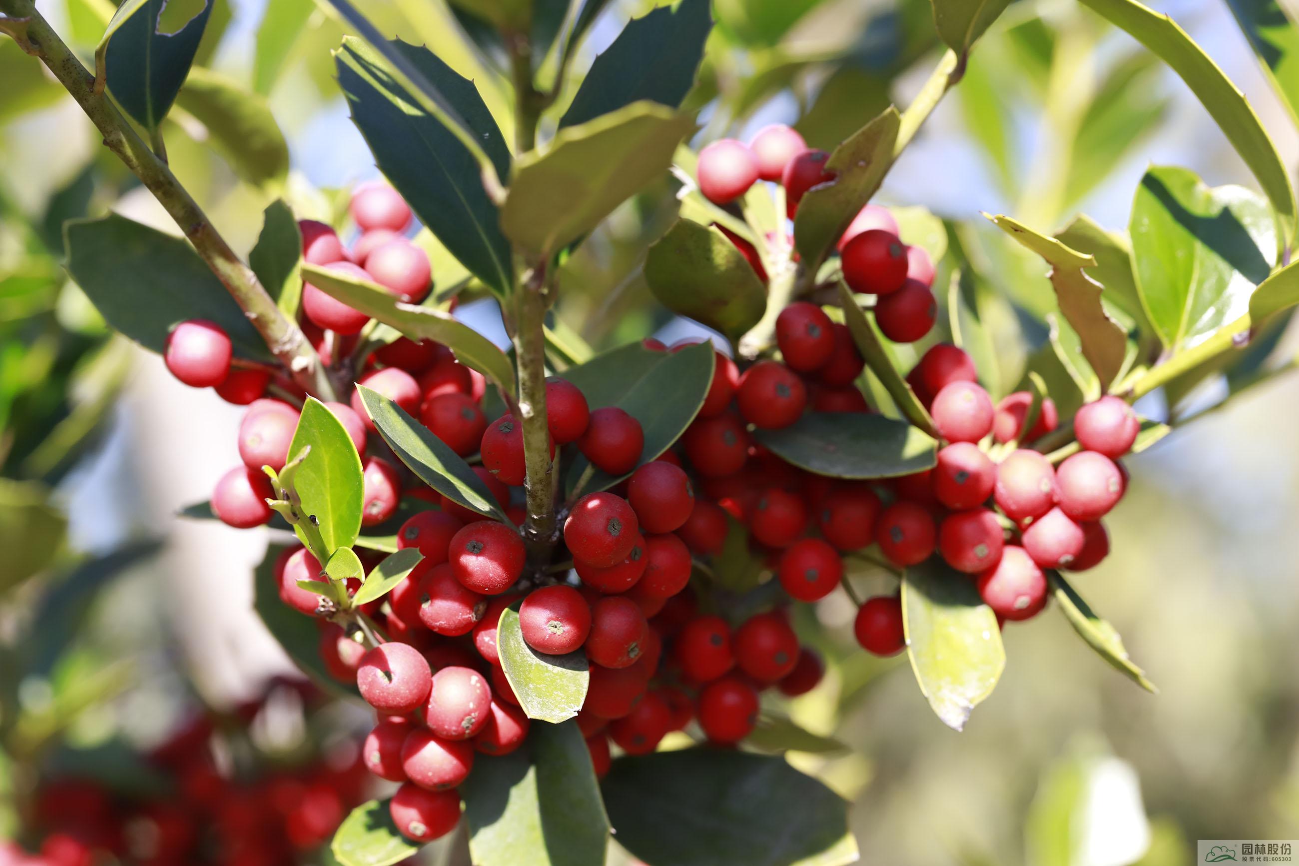 亚洲精品白浆高清久久久久久