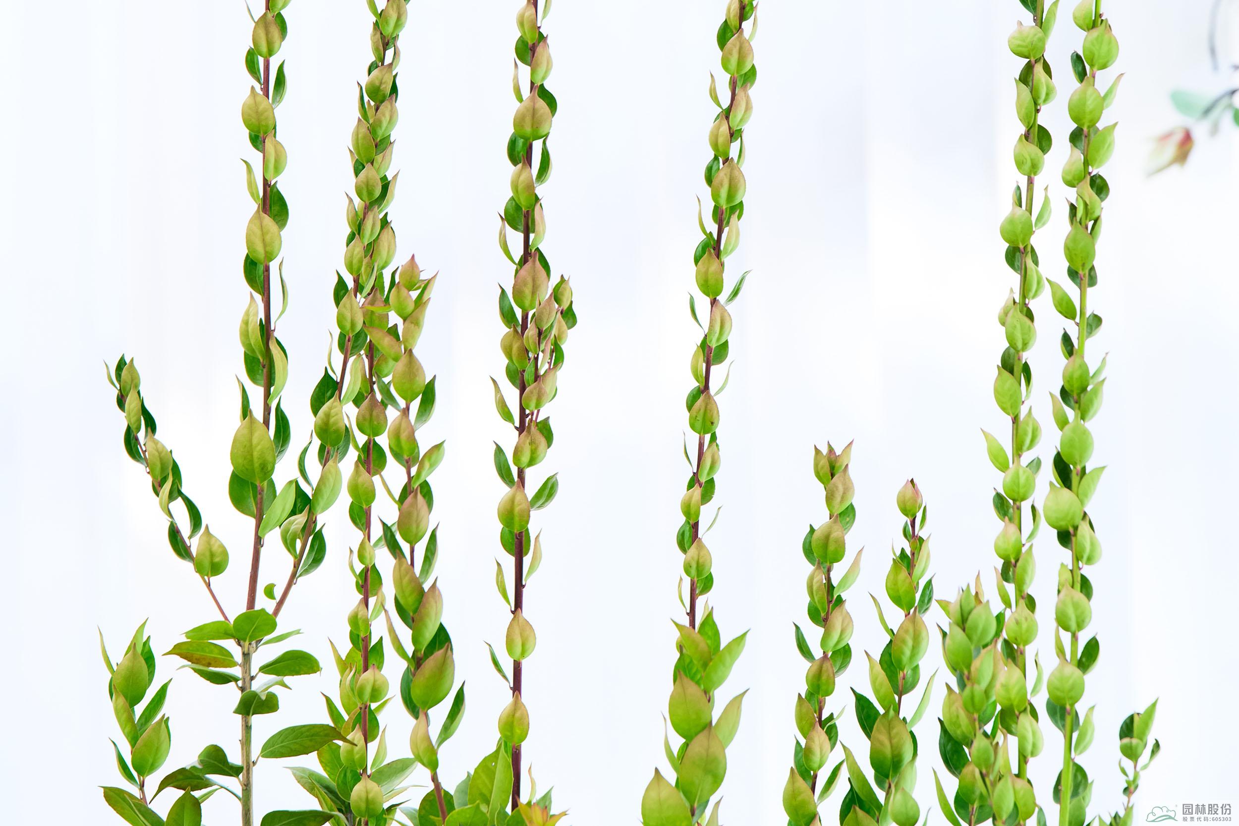 亚洲精品白浆高清久久久久久