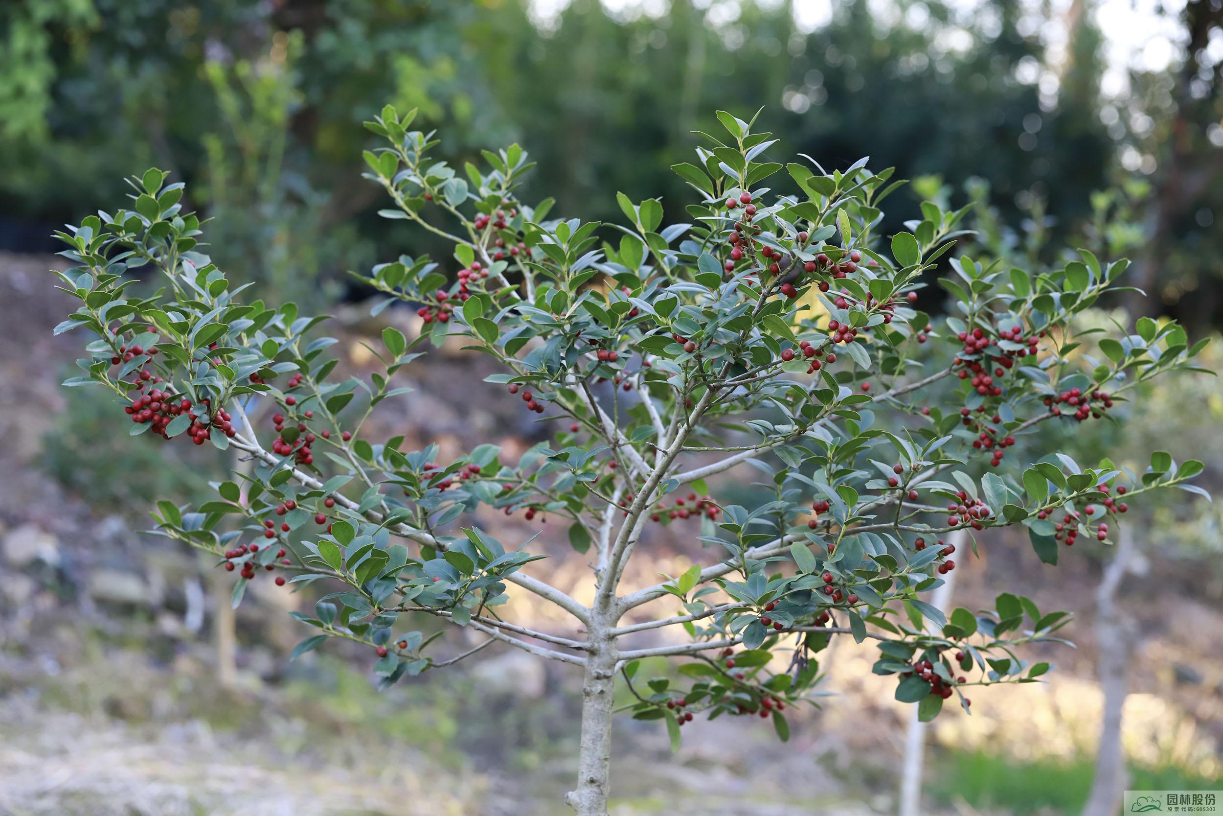 亚洲精品白浆高清久久久久久