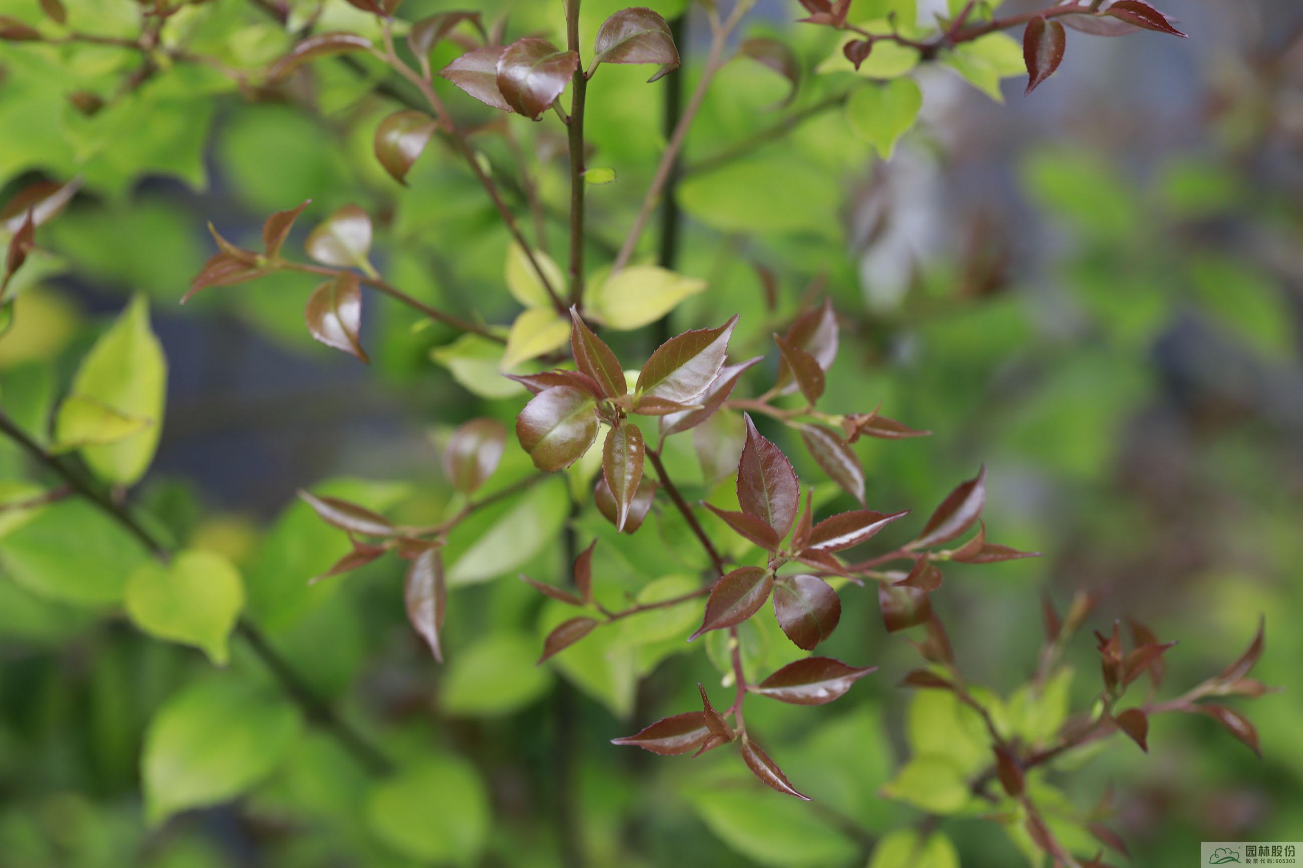 亚洲精品白浆高清久久久久久